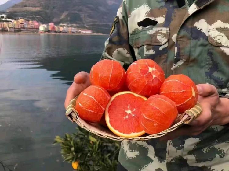 秭归中华红血橙应季水果现摘现发小果